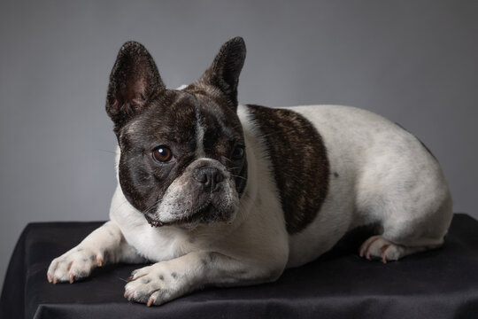 Bouledogue Francais