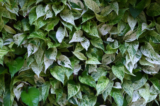 Epipremnum Aureum leafs green hedge background closeup photo