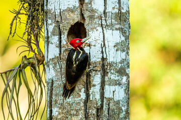 Woodpecker in tree