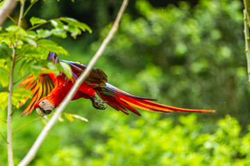 Macaw Blue, Red and Yellow