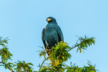 Crab Eagle Costa Rica