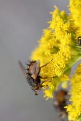 peleteria fly sitting on the flower of a golden rod