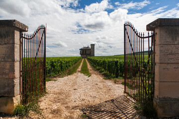 Vineyards of pinot noir in Burgundy France 