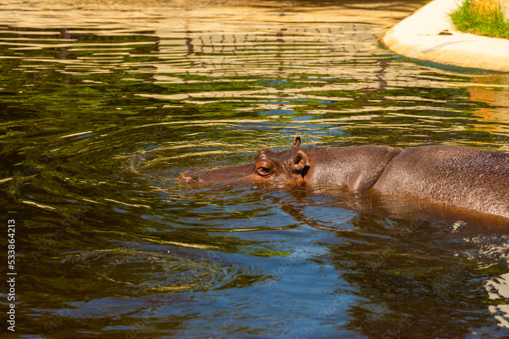 Canvas Prints Big hippopotamus swimming in pond at zoo on sunny day