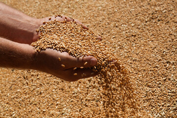 Man holding wheat over grains, closeup view
