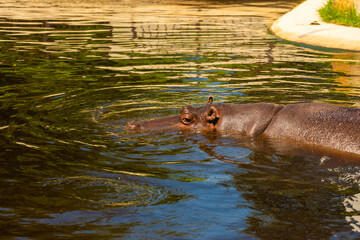 Big hippopotamus swimming in pond at zoo on sunny day