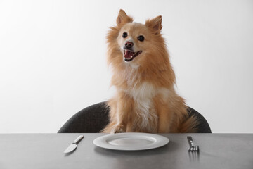 Hungry Pomeranian spitz dog waiting for food at table with empty plate indoors