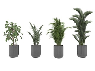 Fototapeta na wymiar indoor plant pot plant
