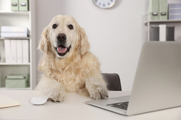 Cute retriever sitting at table near laptop in office. Working atmosphere - obrazy, fototapety, plakaty