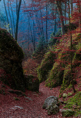 Late autumn in the forest © Pawel 