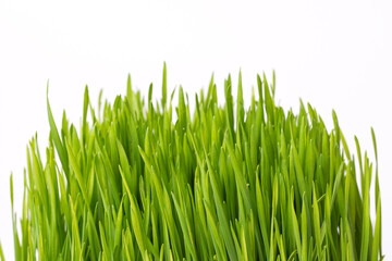 Fototapeta na wymiar Tall green grass close up. Green grass on white background.
