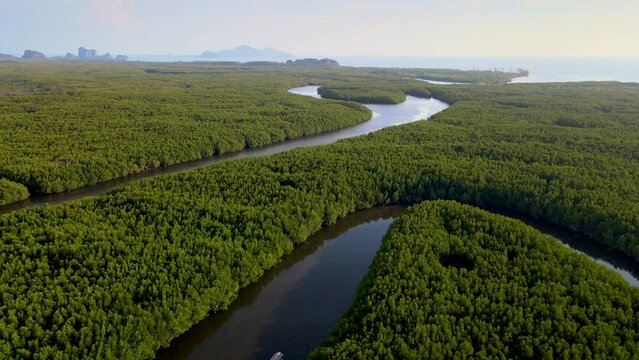 Aerial drone shot of amazing fertile mangrove tree area with cutting-through canel, fishery area in Trang, southern part of Thailand