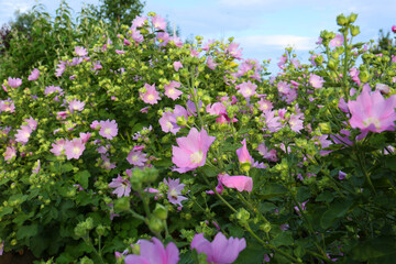 Obraz premium Beautiful Malva thuringiaca plant with pink flowers in garden, closeup