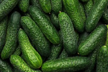 Fototapeta Fresh whole ripe cucumbers as background, top view obraz
