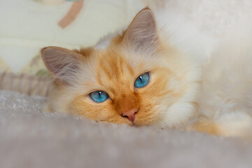 Birman cat with bright blue eyes lying on a soft white blanket