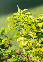 Green rosehip fruit in autumn on a bush