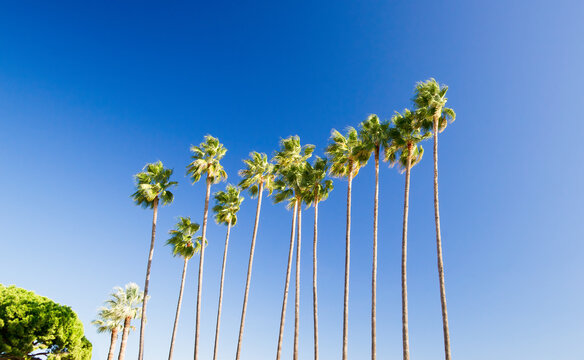 Alignment of very tall Washingtonia Filifera palm trees with blue sky background in Cannes