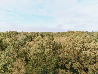 Tree tops with gold, yellow and green leaves. Autumn forest. Sunny fall landscape.