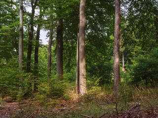 Obraz premium Waldstimmung Hochwald, Marburg, Lichtung am Tage