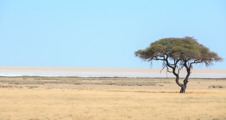 Fototapeta na wymiar Solitary Acacia Tree stands alone on the edge of the Etosha Pan, Namibia