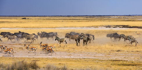 Fototapeta na wymiar Etosha Stampede with Zebra, Wildebeest nd Sprinbok with dust flying and the Etosha Pan in the distance - Namibia