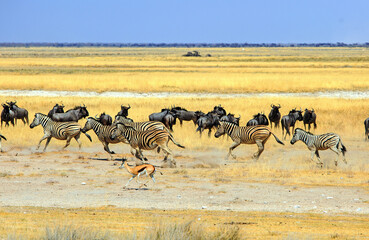Fototapeta na wymiar Salvadora located on the edge of the Etosha Pan, with many animals running across the dry savannah against a blue clear sky