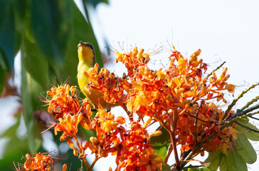 Olive-backed sunbird, Yellow-bellied sunbird (Cinnyris jugularis), Nectariniidae, The bird sucking nectar from bloom in the forest.