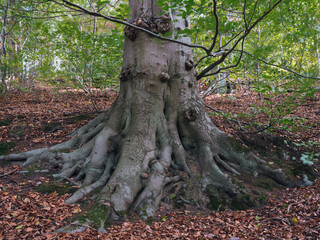 Obraz premium Marbach Dammelsberg, alte dicke Buche, starke Wurzelanläufe 