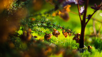 Macro de fleurs de bruyère sauvages, dans la forêt des Landes de Gascogne
