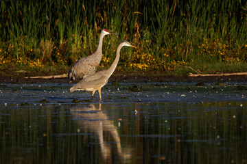 The Sandhill cranes arrive to sleep at night Usually sleep at night standing on the ground in shallow water