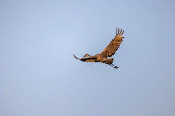 The Sandhill crane (Antigone canadensis) in flight