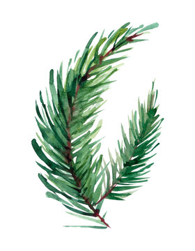 The branch of fir tree on white background, watercolor illustration in hand-drawn style.
