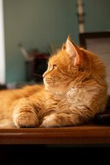 Ginger cat maine coon