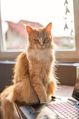 Ginger cat maine coon