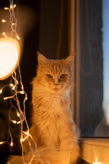 Ginger cat maine coon in fairy lights