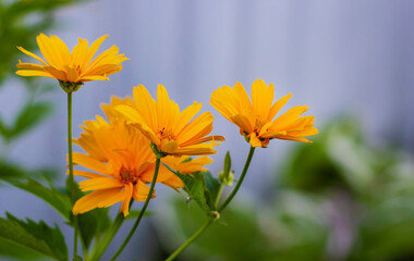 In summer, yellow bright heliopsis flowers grow. Yellow heliopsis scabra flower.