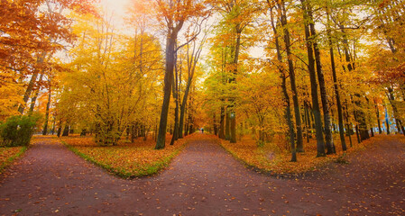 Fototapeta premium Autumn landscape with. Colorful foliage in the park. Falling leaves natural background