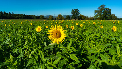 gelbe Sonnenblume auf grünem Sonnenblumenfeld im Sonnenlicht, mit Wald, Baum und blauem Himmel im Hintergrund, mit Biene bei der Arbeit!