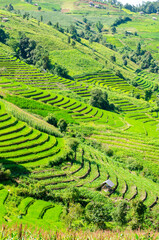 Green rice terrace field at Pa Pong Piang village in Chiang Mai, Thailand