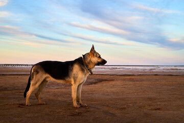 Dog German Shepherd on sand outdoors in a summer day. Russian guard dog Eastern European Shepherd in nature with yellow beach and blue sky