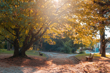 Walkway in the autumn park with benches in sunlight