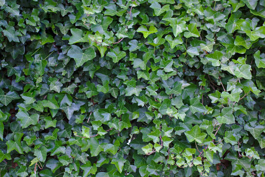 A wall of Ivy. Thousands of green leaves of Ivy covering the image. Perfect poster for a natural, environmental background. 