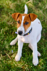little puppy of a jack russel terrier in meadow