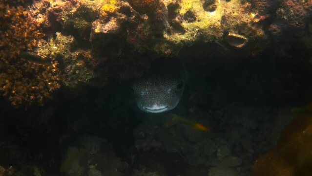 Porcupine Puffer Fish hidden under rocks and reefs in tropical sea
