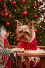 Dog breed Yorkshire terrier for the New Year holidays. Christmas holidays in a motor home. The dog near the Christmas tree received a gift in the form of a treat.