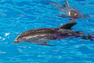 Fototapeta premium Dolphin swims in the pool.