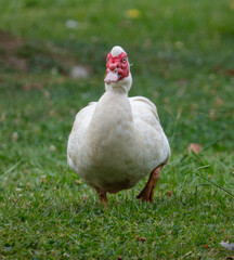 White goose portrait on green grass in summer.
