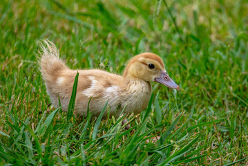 Little duckling on green grass in summer.