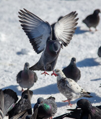 Pigeons in flight over snow in winter.
