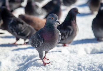 Pigeons in the snow in winter.